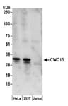 Detection of human CWC15 by western blot.