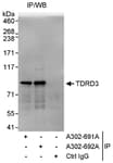 Detection of human TDRD3 by western blot of immunoprecipitates.