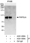 Detection of human PAPOLA by western blot of immunoprecipitates.