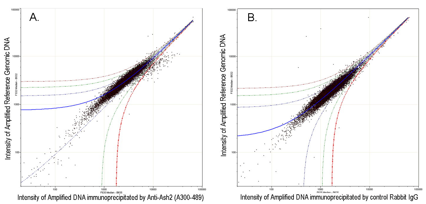 ChIP-chip scatter plot of anti-Ash2 enriched DNA binding sites versus input reference DNA.