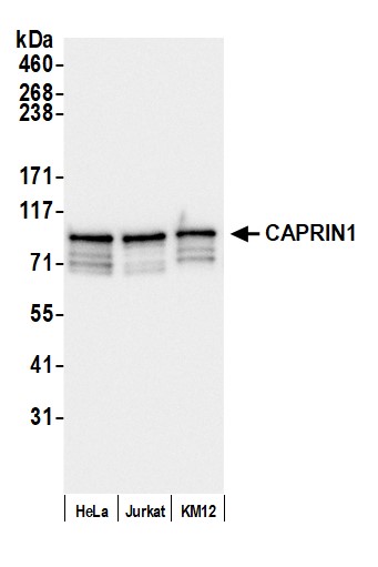 Detection of human CAPRIN1 by western blot.