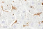Detection of mouse G6PD by immunohistochemistry.