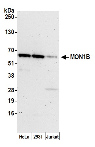 Rabbit anti-MON1B Antibody