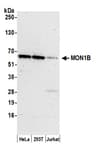 Detection of human MON1B by western blot.