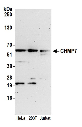 Detection of human CHMP7 by western blot.