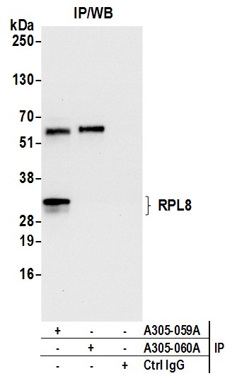 Detection of human RPL8 by western blot of immunoprecipitates.