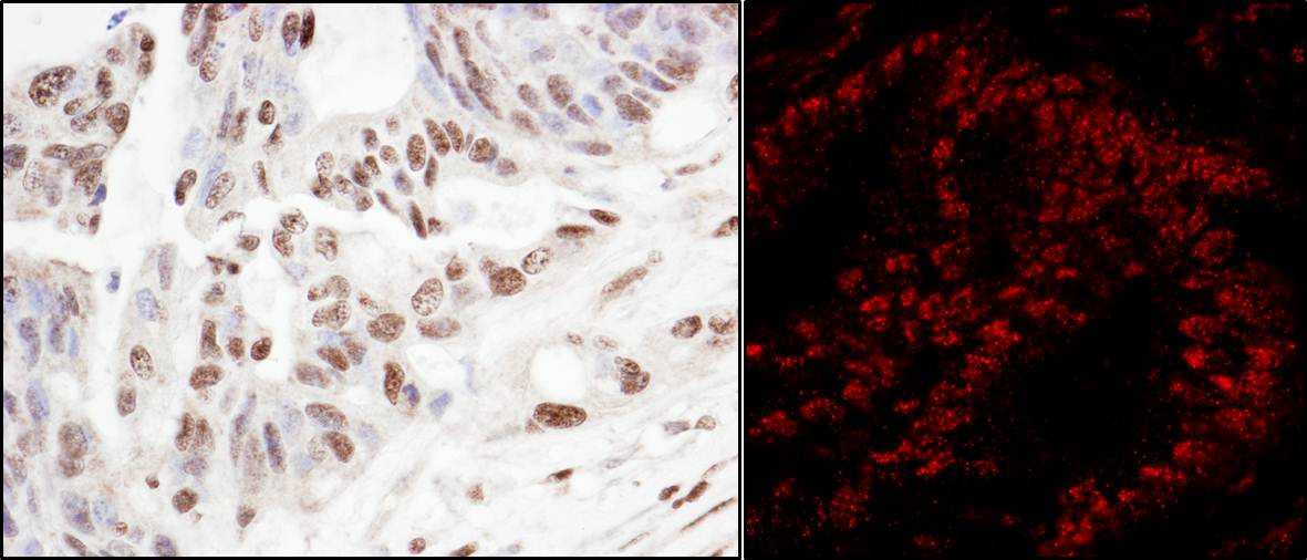Detection of human SART3/TIP110 by immunohistochemistry and immunofluorescence.