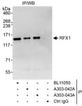 Detection of human RFX1 by western blot of immunoprecipitates.