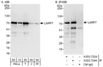 Detection of human and mouse LARP7 by western blot (h and m) and immunoprecipitation (h).
