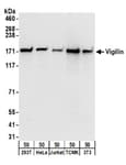 Detection of human and mouse Vigilin by western blot.