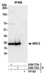 Detection of human MIS12 by western blot of immunoprecipitates.