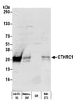 Detection of human and mouse CTHRC1 by western blot.