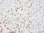 Detection of mouse DBC1/p30 by immunohistochemistry.