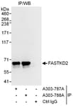 Detection of human FASTKD2 by western blot of immunoprecipitates.