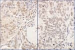 Detection of human and mouse PUF60 by immunohistochemistry.