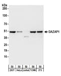 Detection of human and mouse DAZAP1 by western blot.