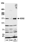 Detection of mouse SOS2 by western blot.