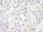 Detection of mouse ANKS3 by immunohistochemistry.