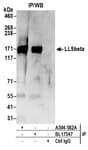 Detection of human LL5beta by western blot of immunoprecipitates.