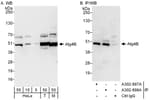 Detection of human and mouse Atg4B by western blot (h&amp;m) and immunoprecipitation (h).
