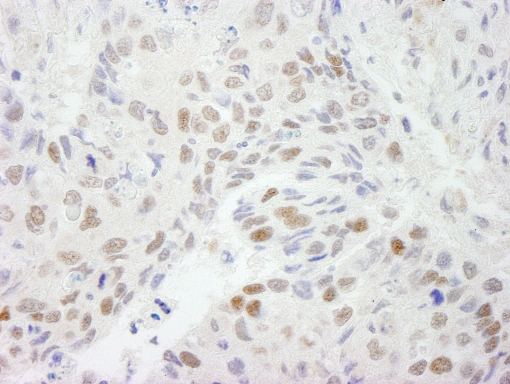 Rabbit anti-HDAC3 IHC Antibody