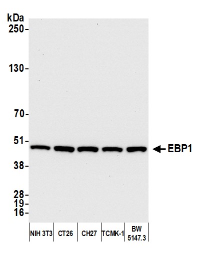 Detection of mouse EBP1 by western blot.