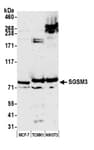 Detection of human and mouse SGSM3 by western blot.
