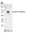 Detection of human IgG-Fc Fragment by western blot.