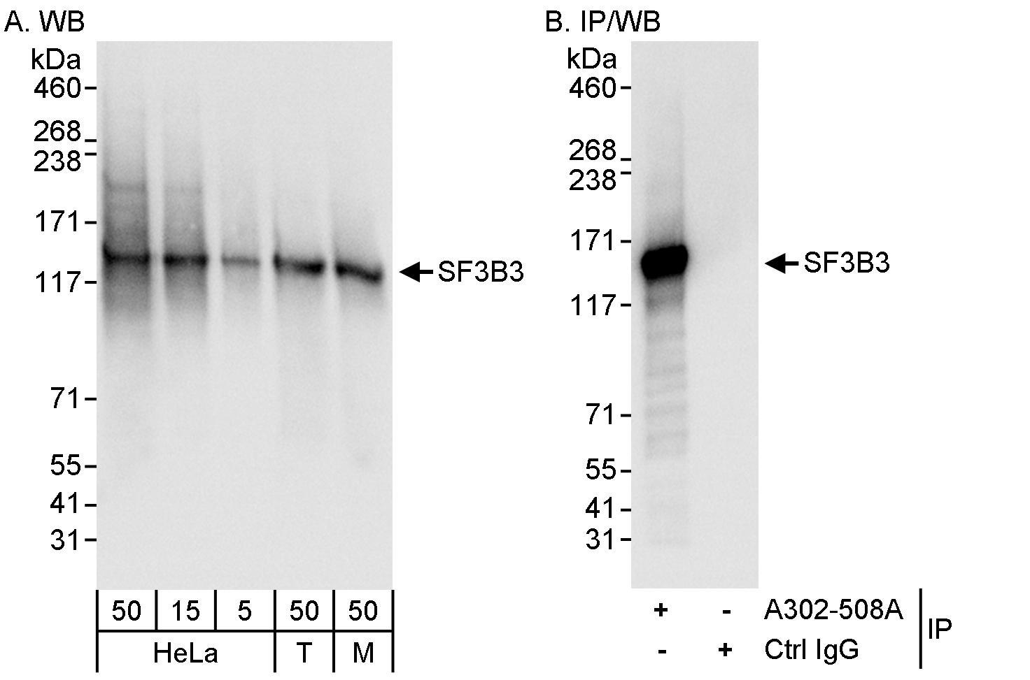Detection of human and mouse SF3B3 by western blot (h&amp;m) and immunoprecipitation (h).
