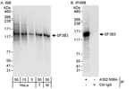 Detection of human and mouse SF3B3 by western blot (h&amp;m) and immunoprecipitation (h).
