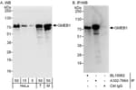 Detection of human and mouse GMEB1 by western blot (h&amp;m) and immunoprecipitation (h).