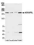 Detection of human and mouse NCKAP5L by western blot.