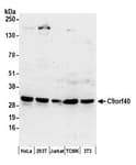 Detection of human and mouse C9orf40 by western blot.