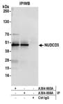 Detection of human NUDCD3 by western blot of immunoprecipitates.