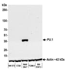Detection of mouse PU.1 by western blot.