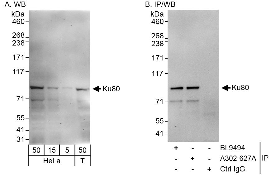 Detection of human Ku80 by western blot and immunoprecipitation.