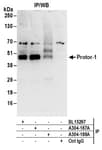 Detection of human Protor-1 by western blot of immunoprecipitates.