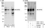 Detection of human SAFB2 by western blot and immunoprecipitation.