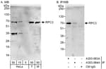 Detection of human and mouse RPC3 by western blot (h&amp;m) and immunoprecipitation (h).
