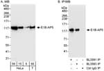 Detection of human E1B-AP5 by western blot and immunoprecipitation.