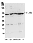 Detection of human and mouse EIF3L by western blot.