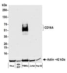 Detection of human CD16A by western blot.