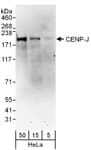 Detection of human CENP-J by western blot.