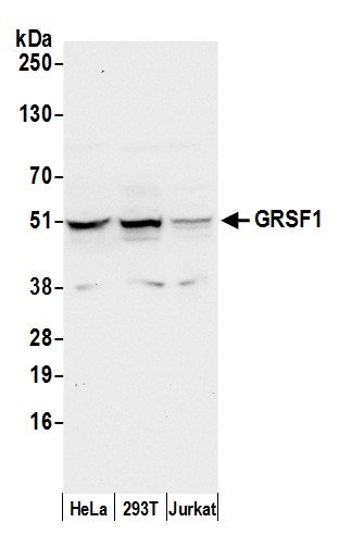 Detection of human GRSF1 by western blot.
