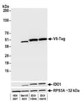 Detection of V5-tagged protein by western blot of lysate from HEK293 transfected with Met-V5-IDO1, HEK293 transfected with IDO1-V5-HA (Internal Tag), 