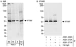 Detection of human and mouse PTRF by western blot (h&amp;m) and immunoprecipitation (h).