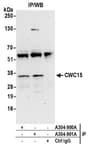Detection of human CWC15 by western blot of immunoprecipitates.