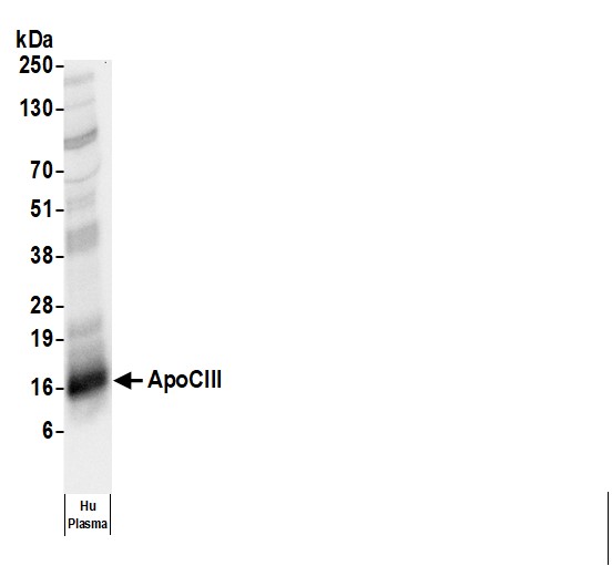 Rabbit anti-Human ApoCIII Antibody