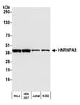 Detection of human HNRNPA3 by western blot.