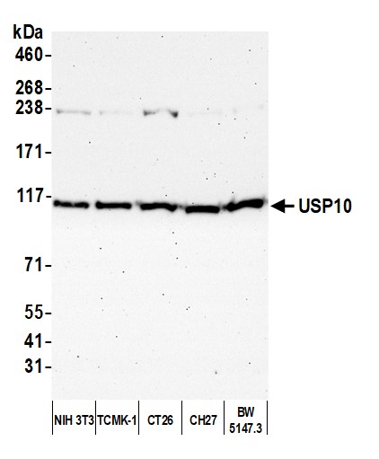 Detection of mouse USP10 by western blot.